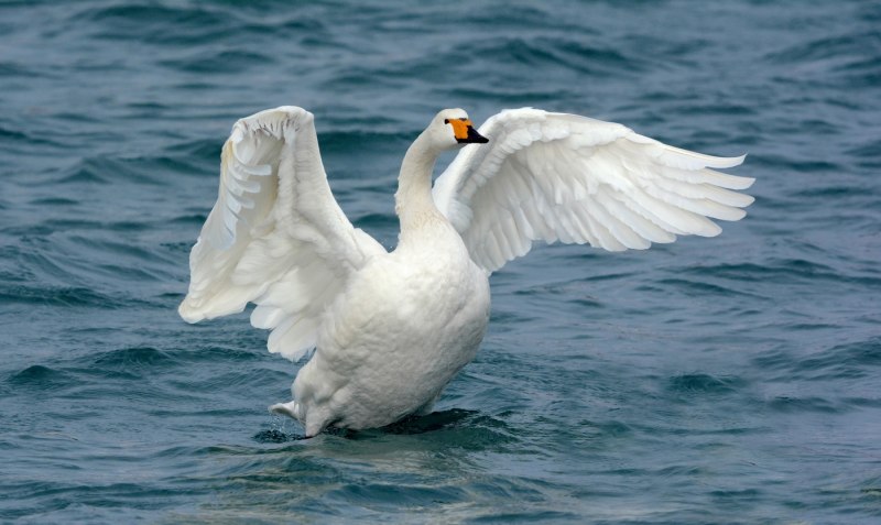 Лебедь-кликун Cygnus Cygnus (Linnaeus, 1758)
