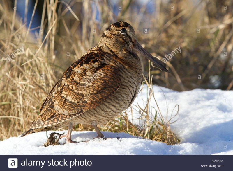 Бекас обыкновенный (Gallinago Gallinago