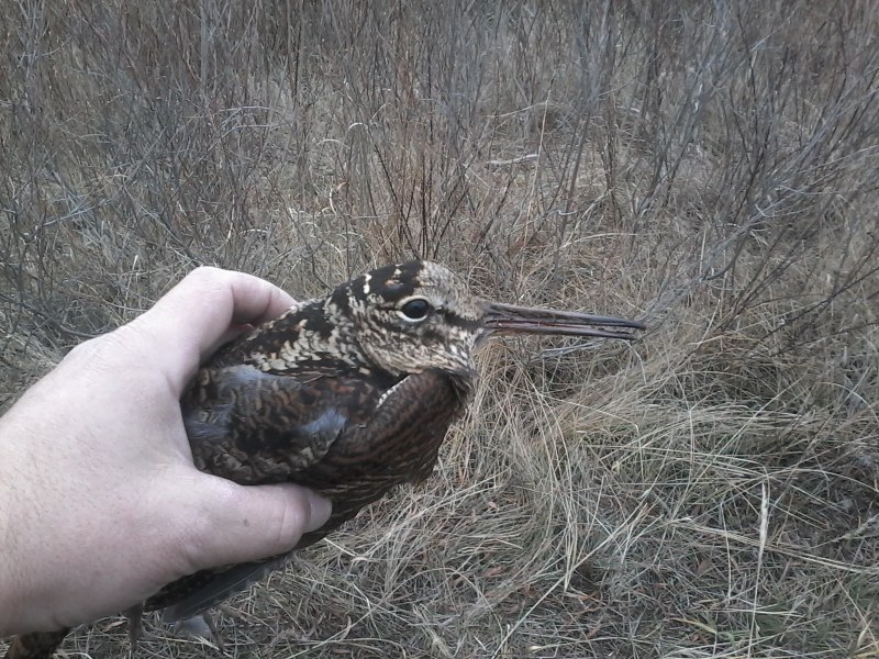 Кулик Бекас (Gallinago Gallinago)