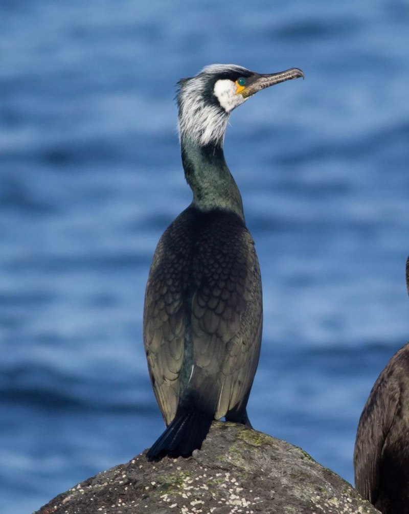 Phalacrocorax capillatus