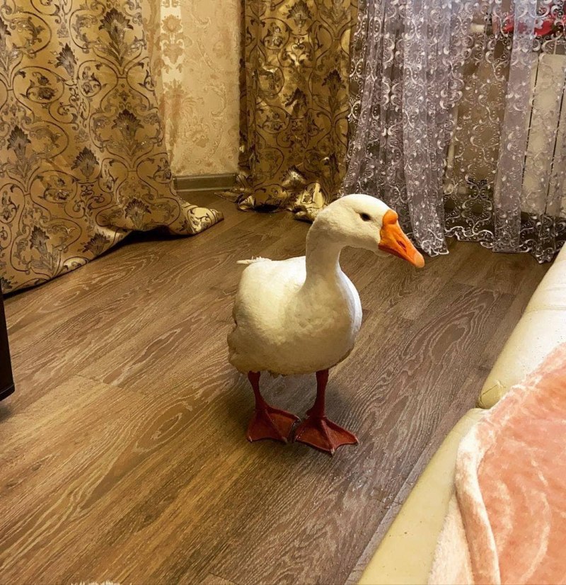 Гусь блинчик