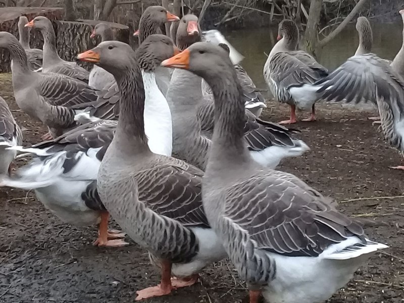 Домашние гуси в птичнике