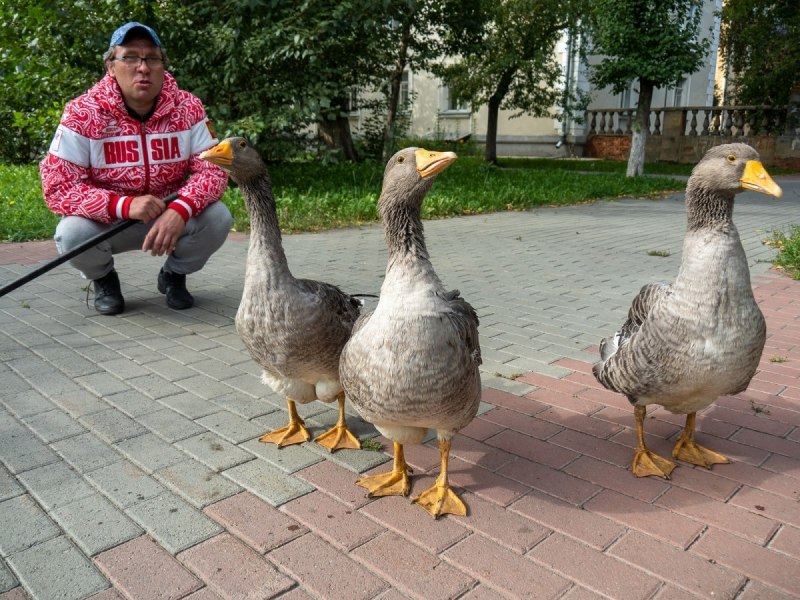 Квартирный Гусь