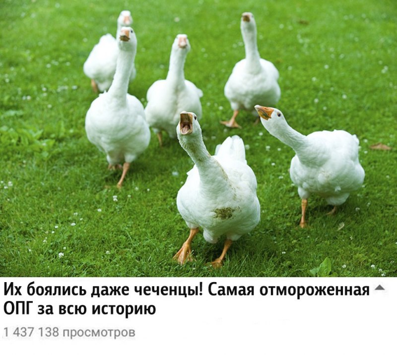 Гуси в частном доме