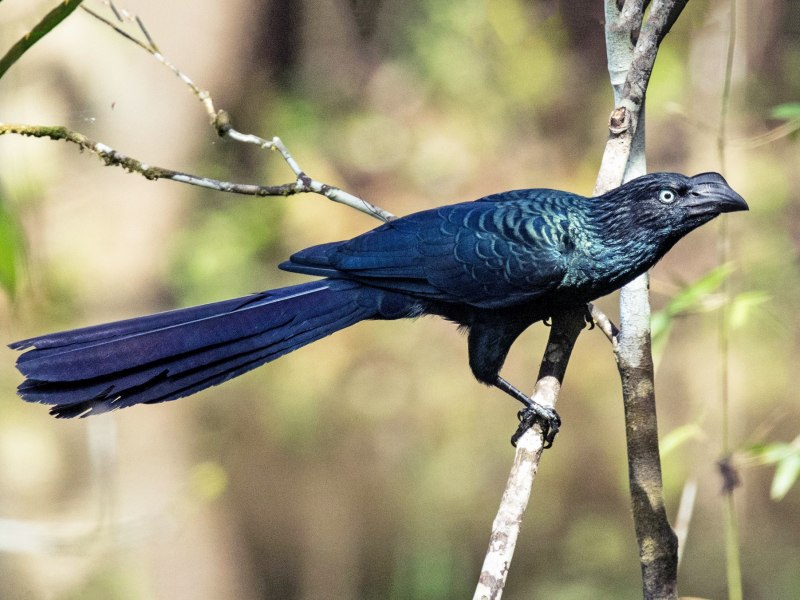 Crotophaga ani птица