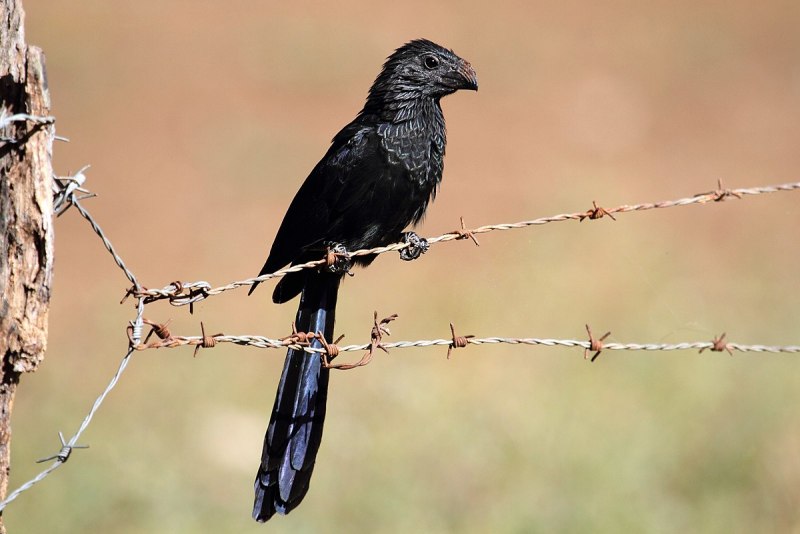 Crotophaga sulcirostris