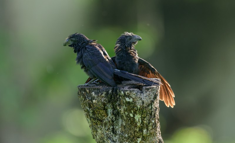 Crotophaga sulcirostris