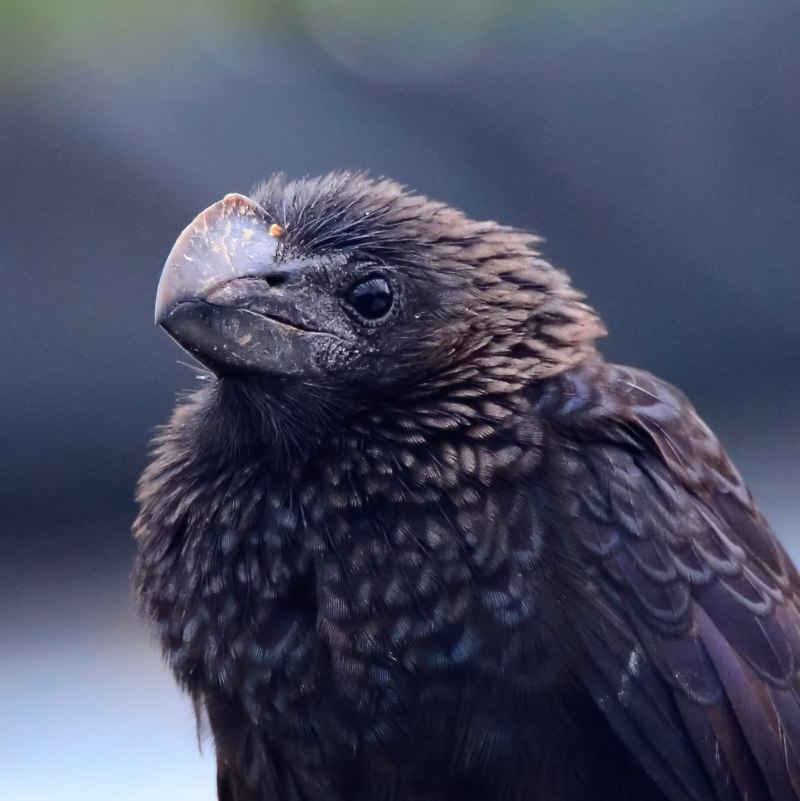 Crotophaga ani птица