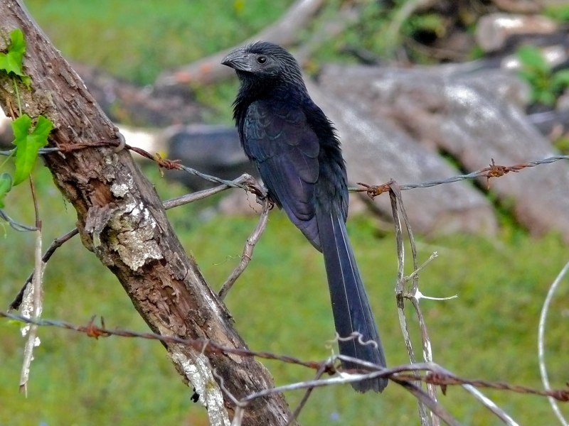 Crotophaga Major в гнезде