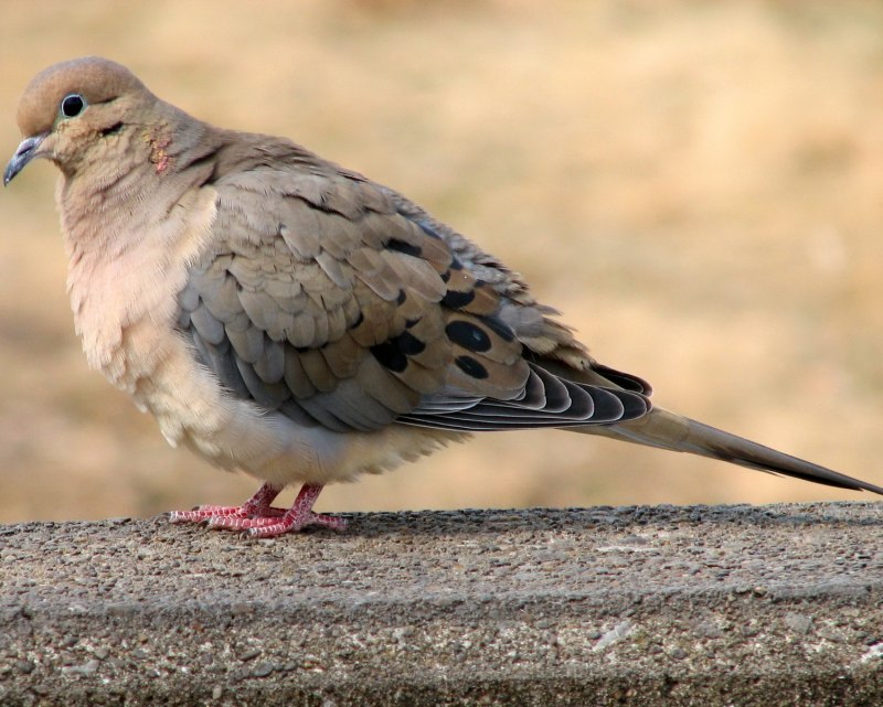 Кольчатая Горлица Streptopelia decaocto