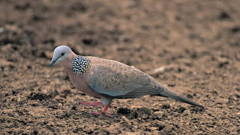 Обыкновенная Горлица (Streptopelia Turtur)
