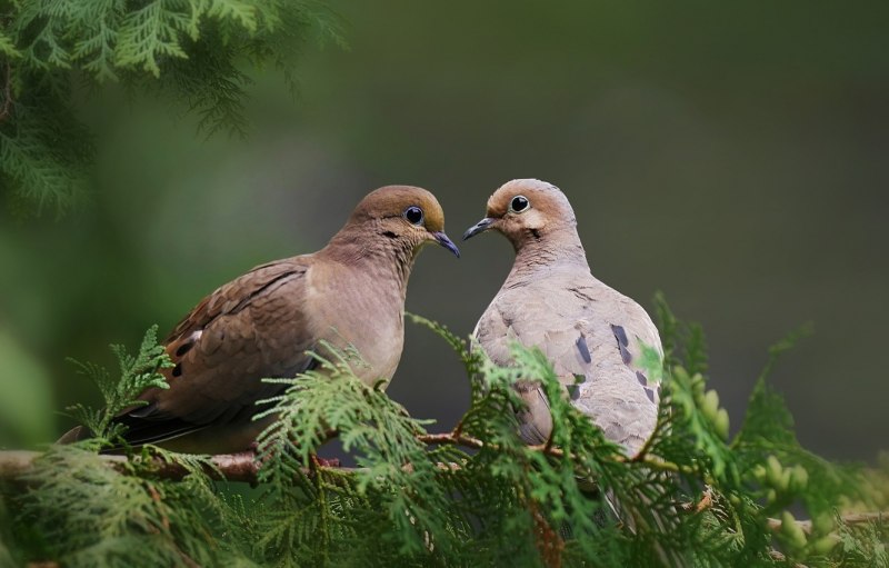 Streptopelia Turtur