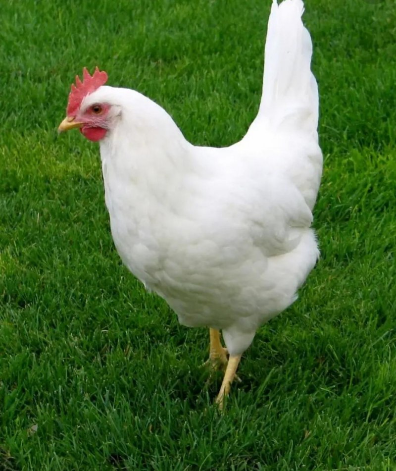 Бресс Гальский