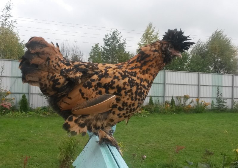 Куры кросс коралл