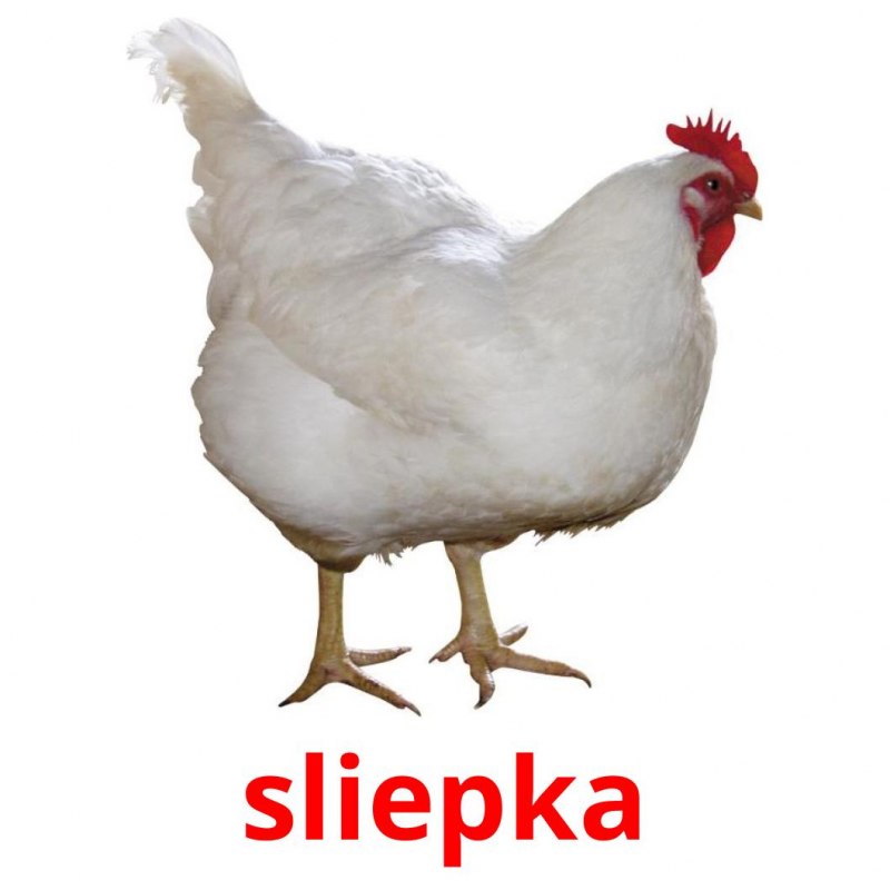 Курица фото для детей