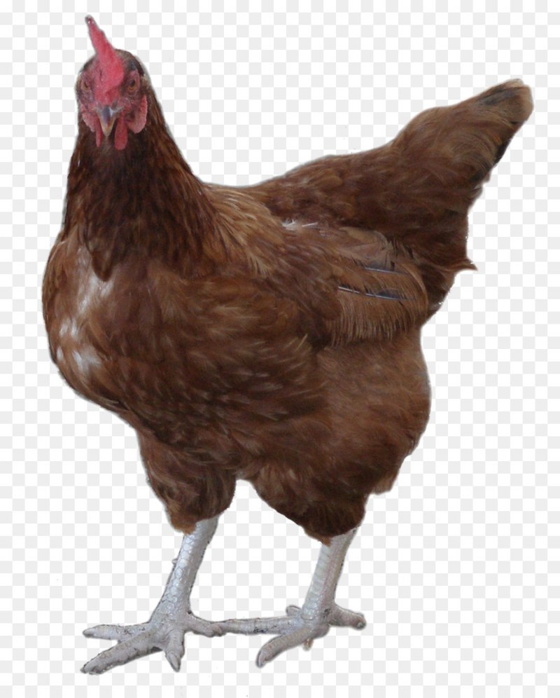 Курица Рябушка