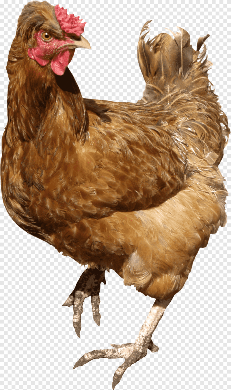Курица Живая