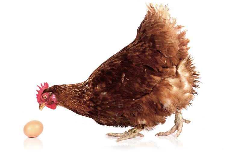 Яйцо или курица PNG