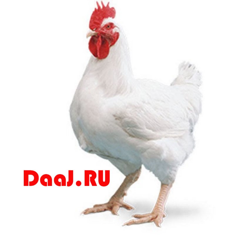 Курица спрайт