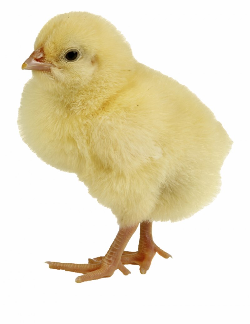 Курица Hen