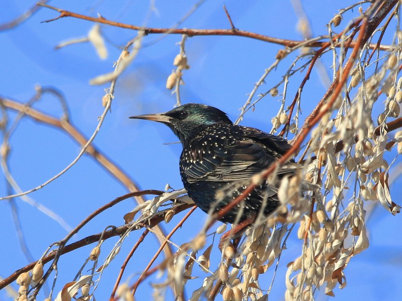 Камбоджийский скворец (Sturnus burmannicus)