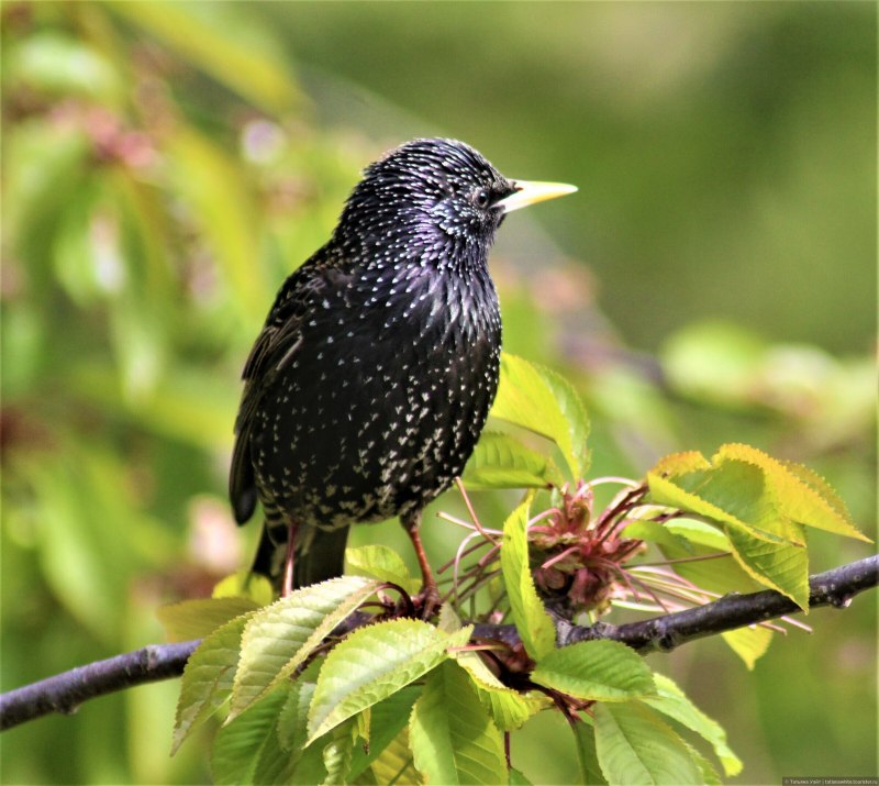 Камбоджийский скворец (Sturnus burmannicus)