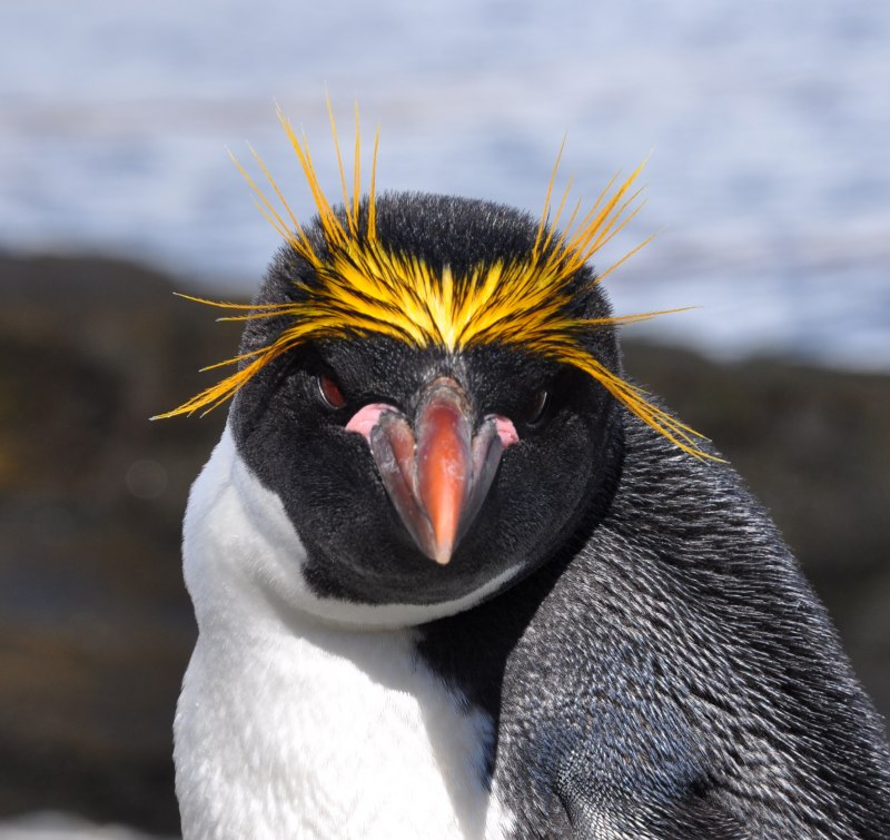 Пингвин разновидности (71 фото)