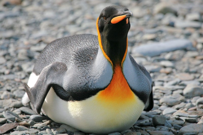 Aptenodytes patagonicus