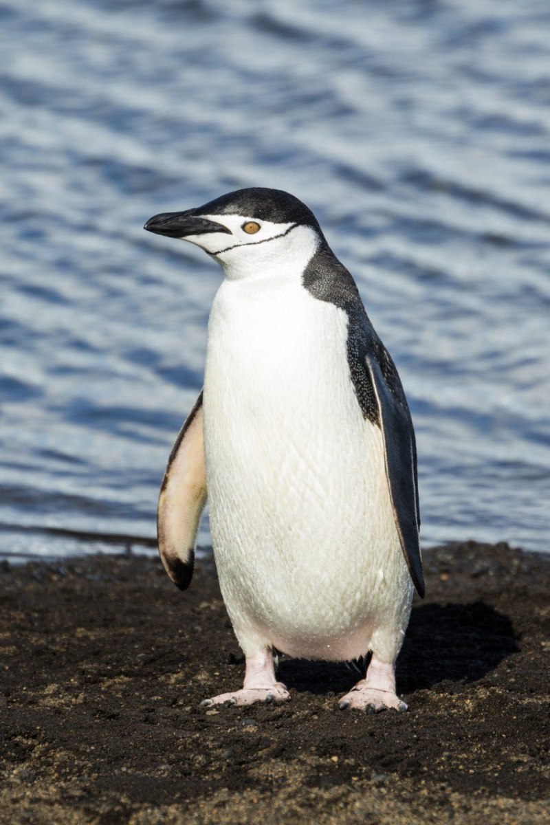 Антарктический Пингвин (Pygoscelis Antarctica)