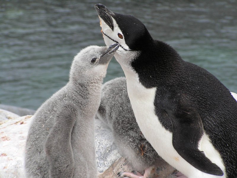 Антарктический Пингвин (Pygoscelis Antarctica)