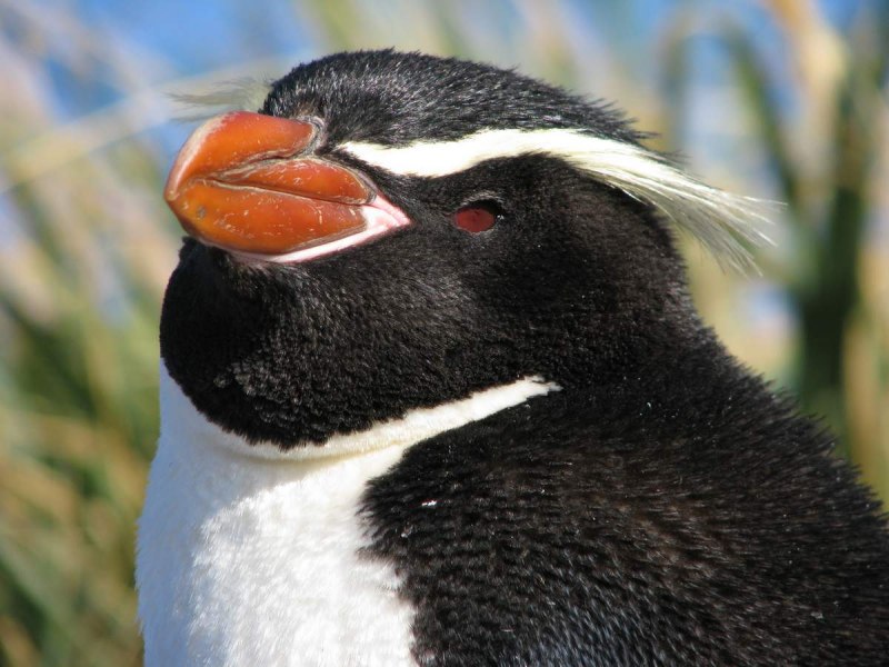 Снэрский хохлатый Пингвин (Eudyptes robustus)