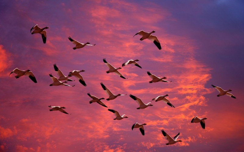 Летят перелетные птицы (82 фото)
