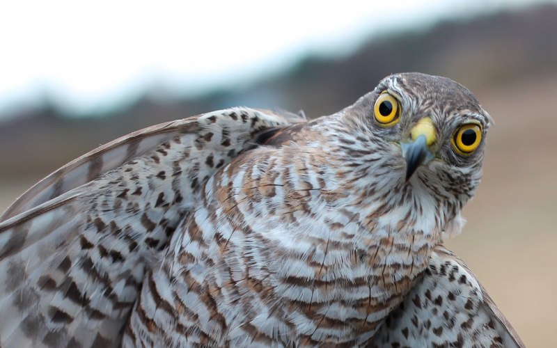Тетеревятник (Accipiter gentilis)