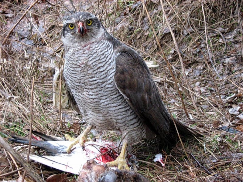 Тетеревятник (Accipiter gentilis)