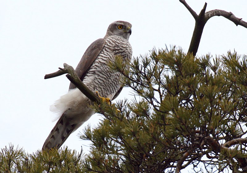 Ястреб - тетеревятник (Accipiter gentilis)