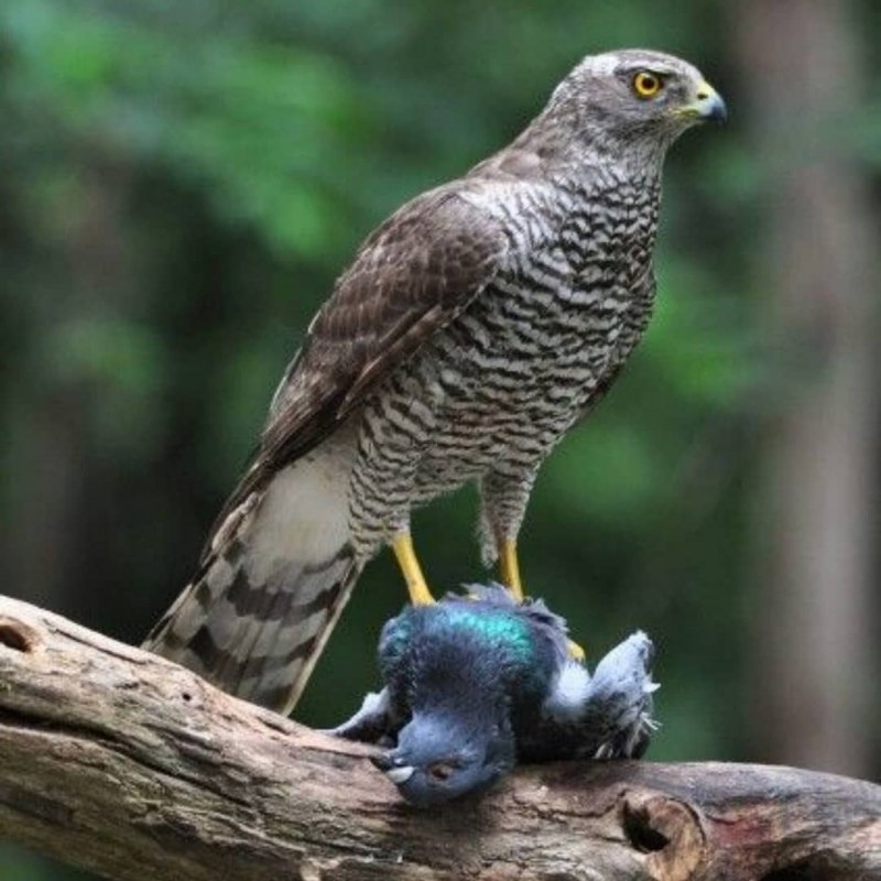 Ястреб - тетеревятник (Accipiter gentilis)