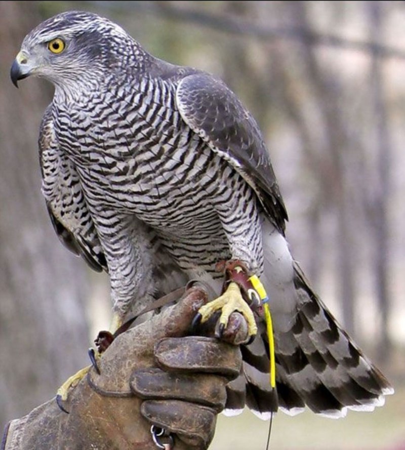Камчатский тетеревятник Accipiter gentilis albidus