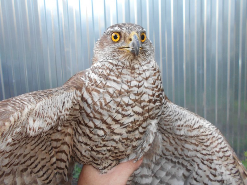 Перепелятник Accipiter nisus