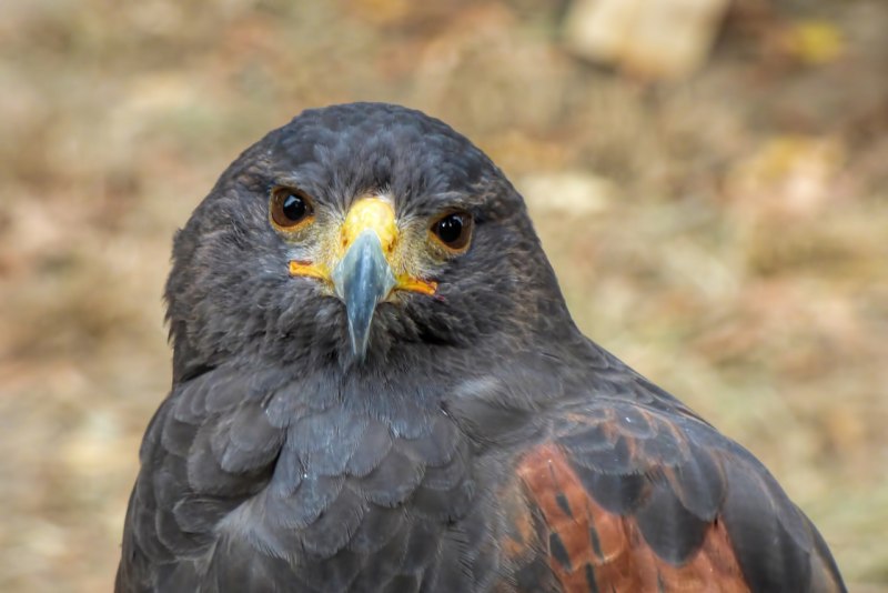 Ястреб - тетеревятник (Accipiter gentilis)