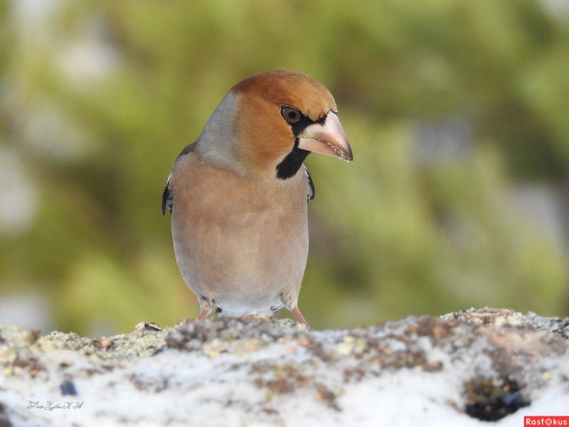 Дубонос обыкновенный (coccothraustes coccothraustes)