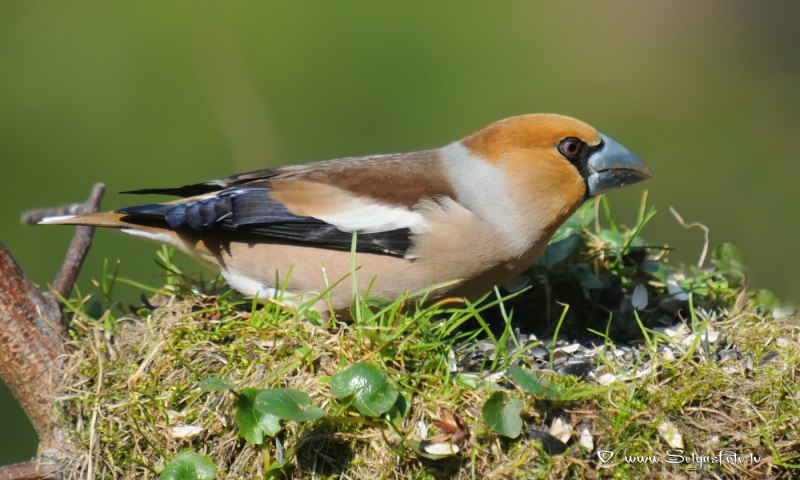 Дубонос обыкновенный (coccothraustes coccothraustes)