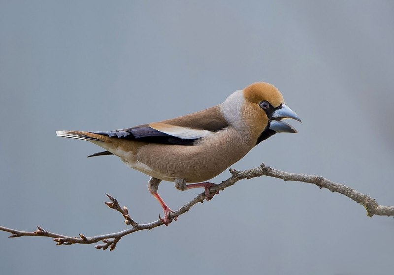Дубонос обыкновенный (coccothraustes coccothraustes)