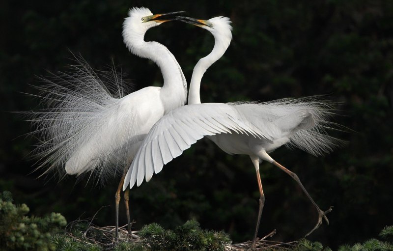 Танцующие птицы (85 фото)