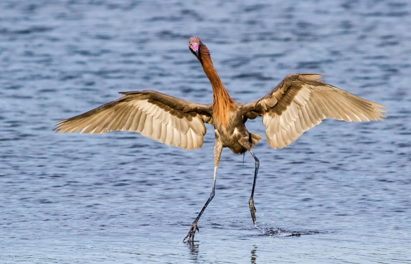 Reddish Egret птица