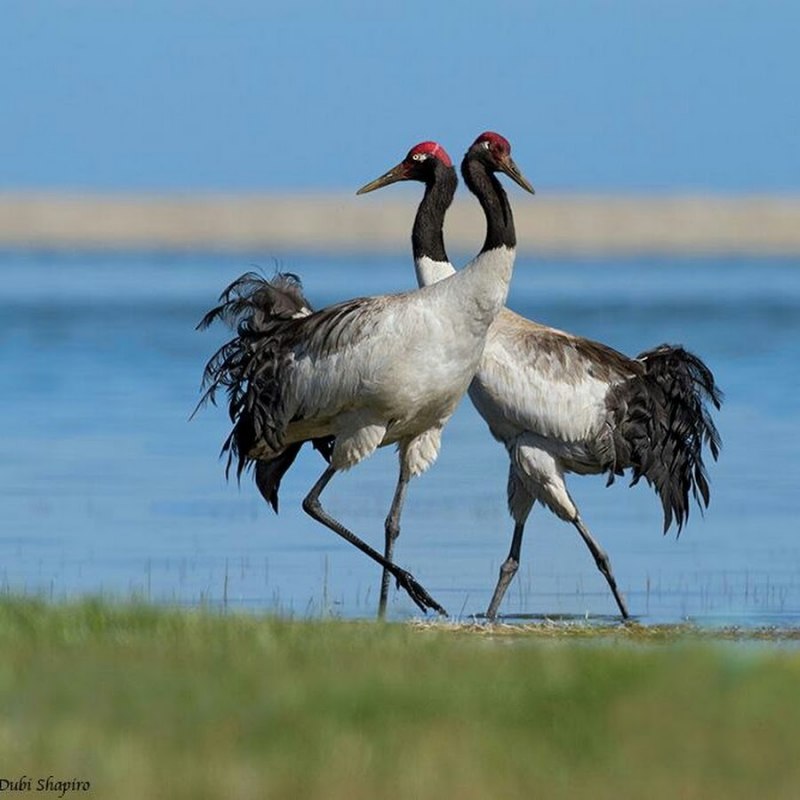 Журавль Черношейный (Grus nigricollis)