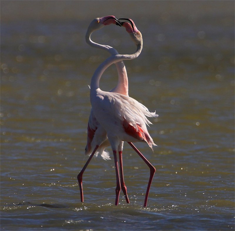 Фламинго National Geographic