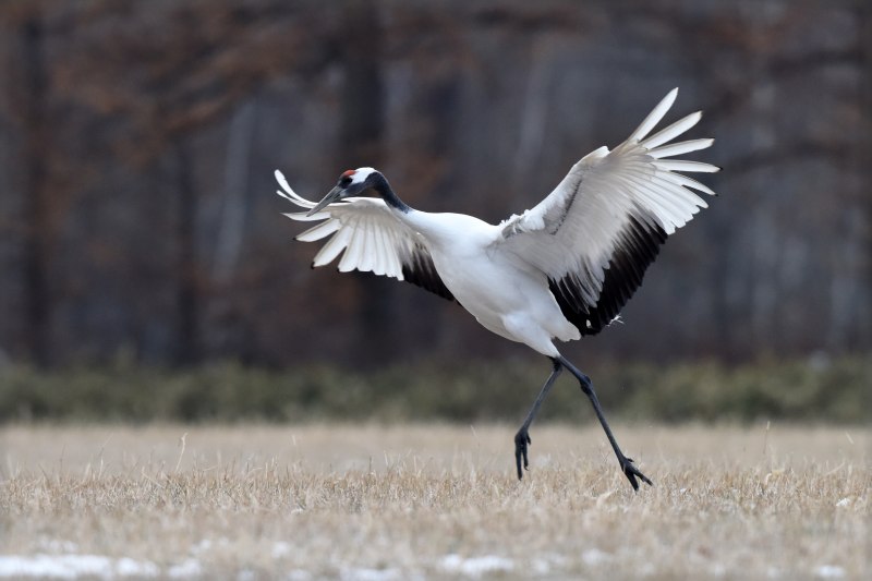 Японский (Уссурийский) журавль Grus japonensis