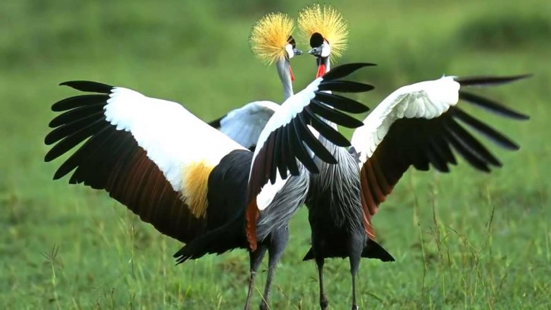 Журавль фото птицы красивые