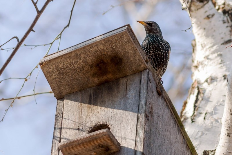 Sturnus vulgaris