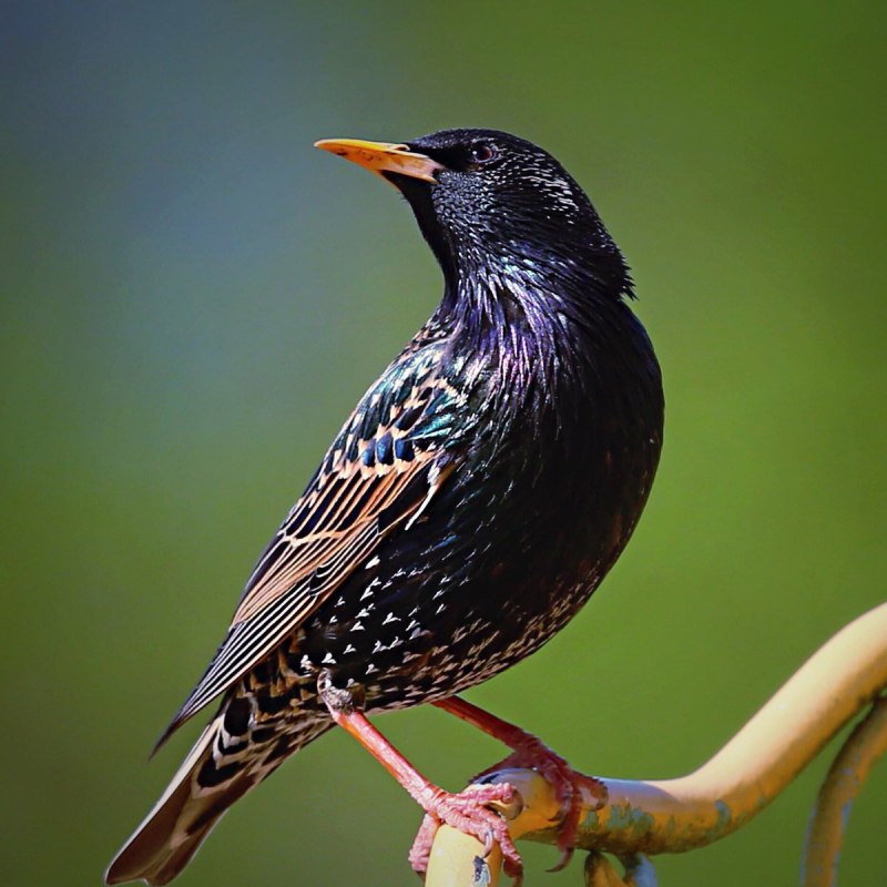 Скворец обыкновенный ‒ Sturnus vulgaris (l., 1758)